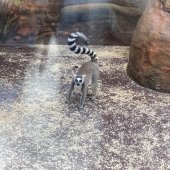 2025_ZOO
