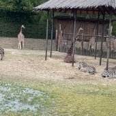 2025_ZOO