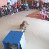 Den_Zeme_Liska_2019